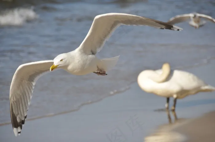 鸟，海，飞行，自然