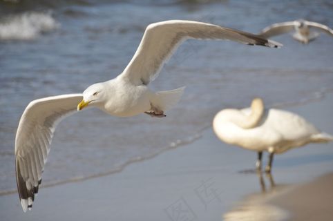 鸟，海，飞行，自然