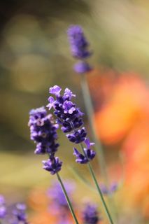 熏衣草,花,英格兰,夏天,药草,紫色 熏衣草,花,英格兰,夏天,药草,紫色