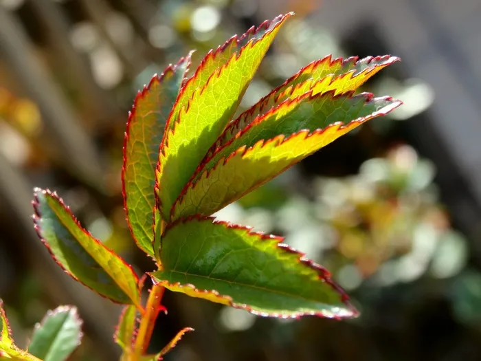 叶子，绿色，植物，自然
