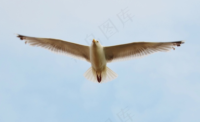 海鸥，鸟，飞行，天空，翅膀