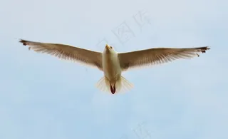 海鸥，鸟，飞行，天空，翅膀