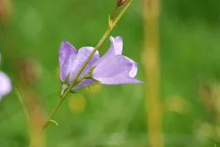 风铃草，钟声，花，盛开，花瓣，微妙