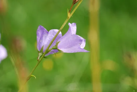 风铃草,钟声,花,盛开,花瓣,微妙 风铃草,钟声,花,盛开,花瓣,微妙