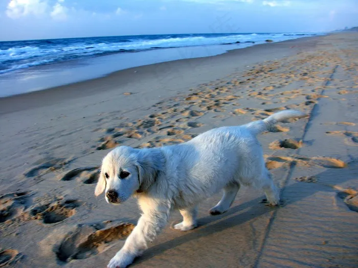 小狗，海岸，沙，波浪，蓝色，白色，以色列