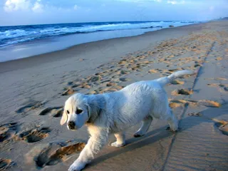 小狗，海岸，沙，波浪，蓝色，白色，以色列