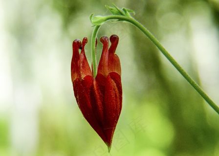 芽,红色,Sitka哥伦拜恩,野花,野生植物 芽,红色,Sitka哥伦拜恩,野花,野生植物
