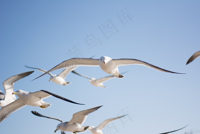 海鸥，鸟，天空，动物