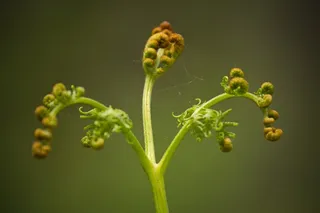 蕨类，叶子，卷，自然，植物，绿色，春天