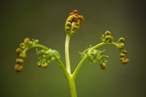 蕨类,叶子,卷,自然,植物,绿色,春天 蕨类,叶子,卷,自然,植物,绿色,春天