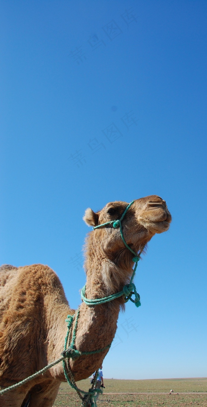 摩洛哥，单峰驼，沙漠，非洲