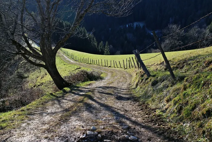 道路，离开，污垢径，车道，高山方式，草地