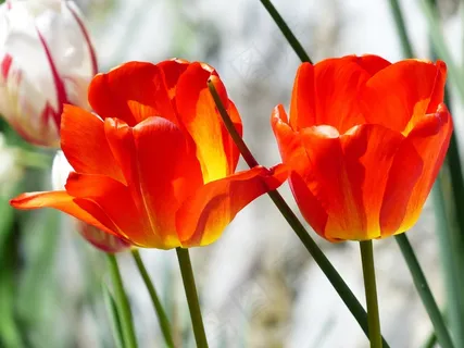 郁金香,红色,春天,鲜花,花,多彩,颜色 郁金香,红色,春天,鲜花,花,多彩,颜色