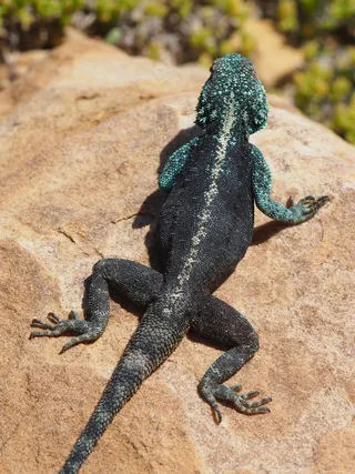 蜥蜴，爬行动物，动物，南非，自然，生物