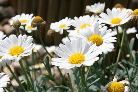 花，花园，高峰，植物群，性质，夏天，开花