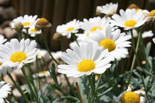 花，花园，高峰，植物群，性质，夏天，开花