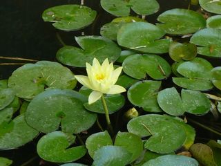 百合，花，夏天，池塘，白色，绿色，叶子