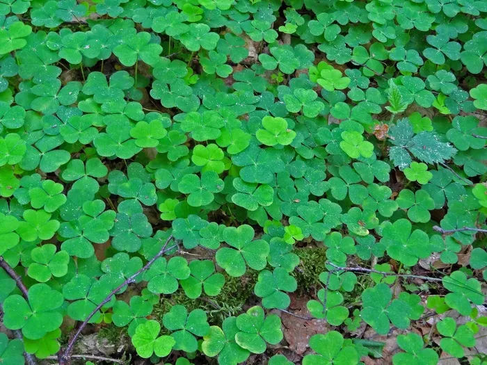 克莱，栗色，幸运三叶草，运气，森林，叶子，高峰