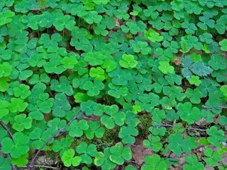 克莱，栗色，幸运三叶草，运气，森林，叶子，高峰