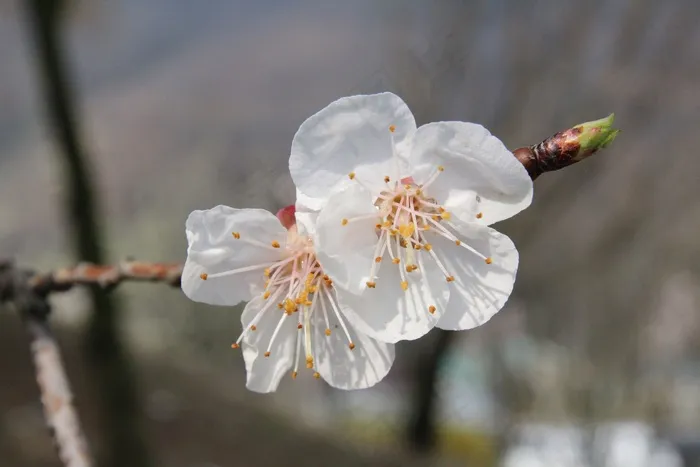 梅花，鲜花，春天，性质，粉红色，花树