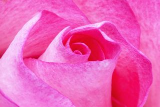 粉色玫瑰,玫瑰,布料图,毯子,床单,粉红玫瑰的近似