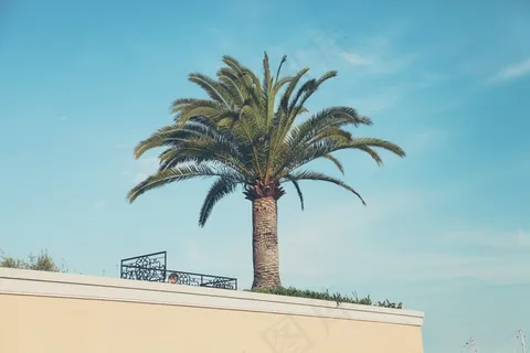 海枣,棕榈,苏铁,铁树,树,蒙特卡洛–摩纳哥