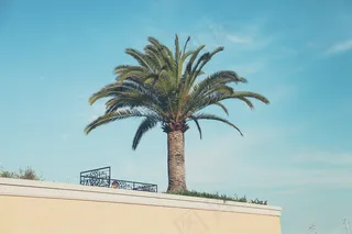 海枣,棕榈,苏铁,铁树,树,蒙特卡洛–摩纳哥