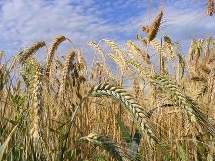 农业，面包，谷物，特写，，谷物
