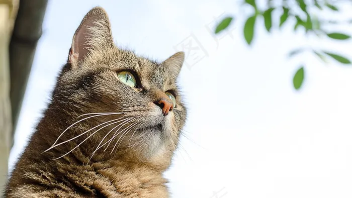 猫，动物，家猫，猫科动物，宠物，小猫，手表