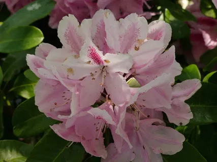 杜鹃花,开花,粉红色 杜鹃花,开花,粉红色