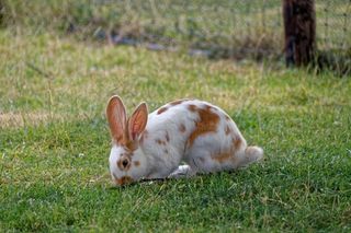 野兔，草地，兔子，草，哺乳动物，动物，自然