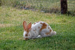 野兔，草地，兔子，草，哺乳动物，动物，自然