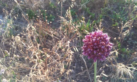 花，性质，盛开，开花，复古花，花的