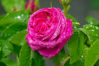 花，粉红色，花瓣，露水，盛开