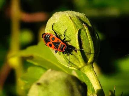 Bug,甲虫,火,甲虫,红色,橙色,昆虫,爬行,艺术 Bug,甲虫,火,甲虫,红色,橙色,昆虫,爬行,艺术