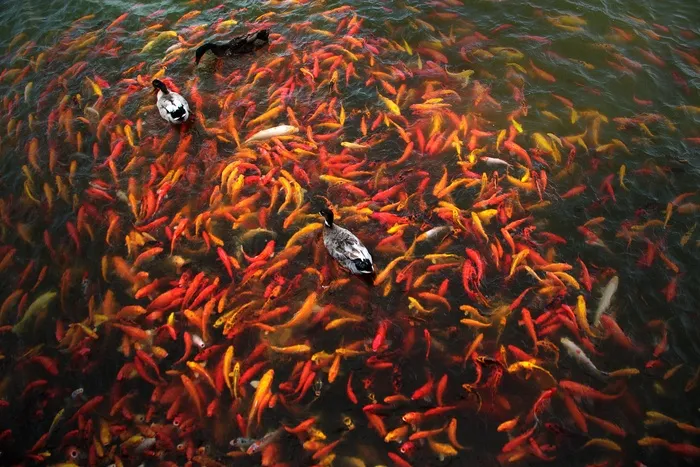 锦鲤鱼，鱼，池塘，水，鲤鱼，日语，财富