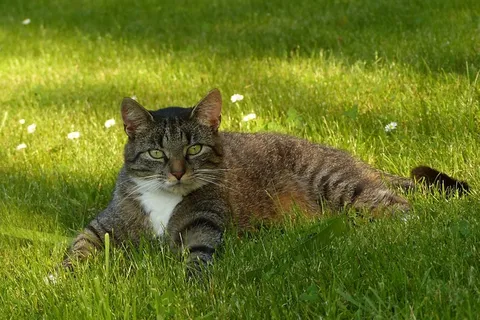 动物,猫,家猫,猫,灰白色,说谎 动物,猫,家猫,猫,灰白色,说谎