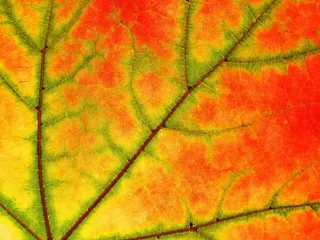 美国梧桐，叶子，树，性质，颜色，秋天，枫