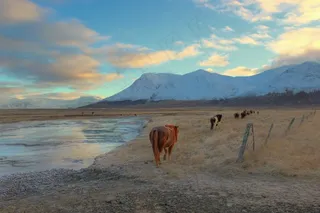 马，牧场，动物，农场，草地，性质，农村