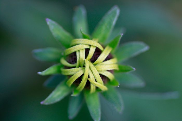 太阳帽，黄金菊，芽，开花，厂
