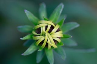 太阳帽，黄金菊，芽，开花，厂