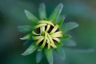 太阳帽，黄金菊，芽，开花，厂