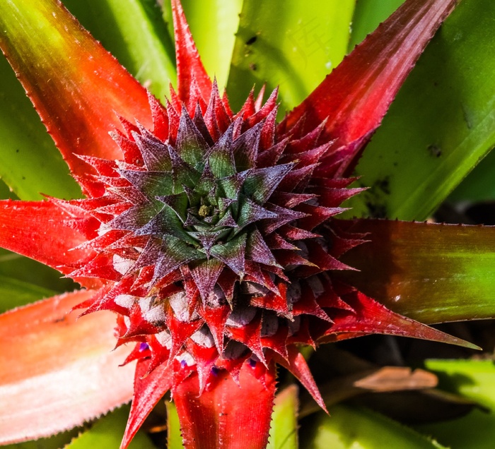 凤梨，菠萝，水果