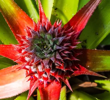 凤梨,菠萝,水果 凤梨,菠萝,水果