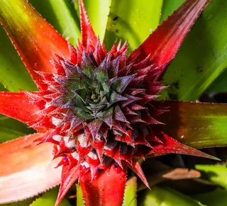 凤梨，菠萝，水果