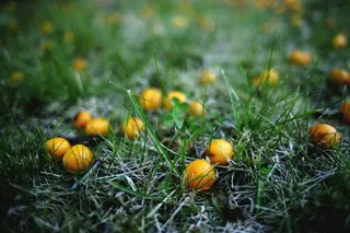 李子，黄李子，尘埃，夏末，食品