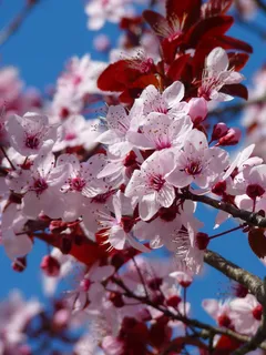 云南樱花,日本樱花,樱花盛开,樱花,晚樱,盛开的樱花树的特写 云南樱花,日本樱花,樱花盛开,樱花,晚樱,盛开的樱花树的特写