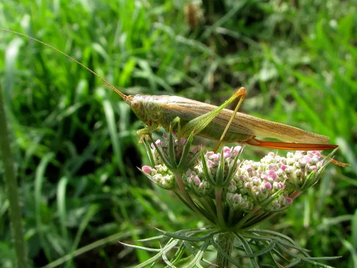 蚱hopper，昆虫，动物，自然