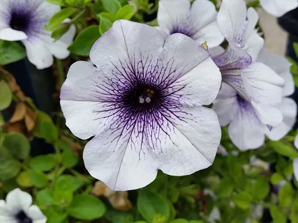 矮牵牛,白色,紫色,花,性质,花园,夏天 矮牵牛,白色,紫色,花,性质,花园,夏天