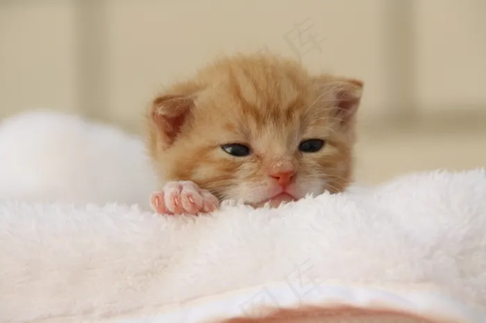 猫，小狗，年轻的猫，嬉戏，宠物，猫脸，头